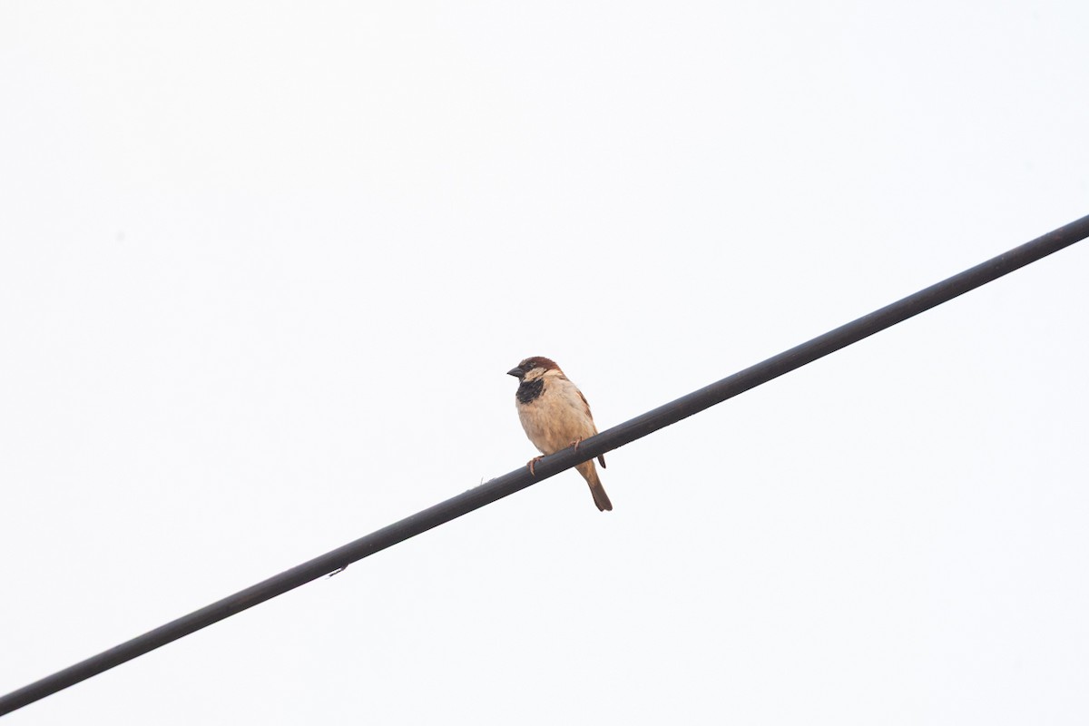 House Sparrow - ML645408568