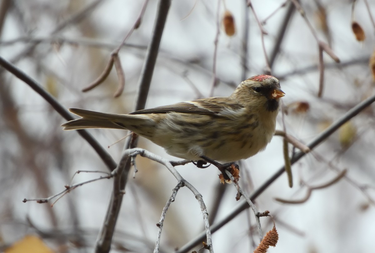 Redpoll (Lesser) - ML645408573