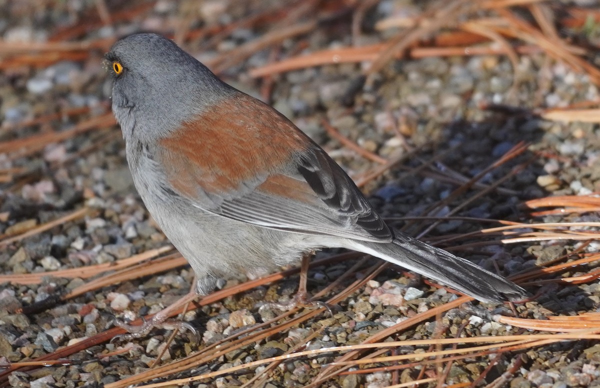 Yellow-eyed Junco - ML645408579