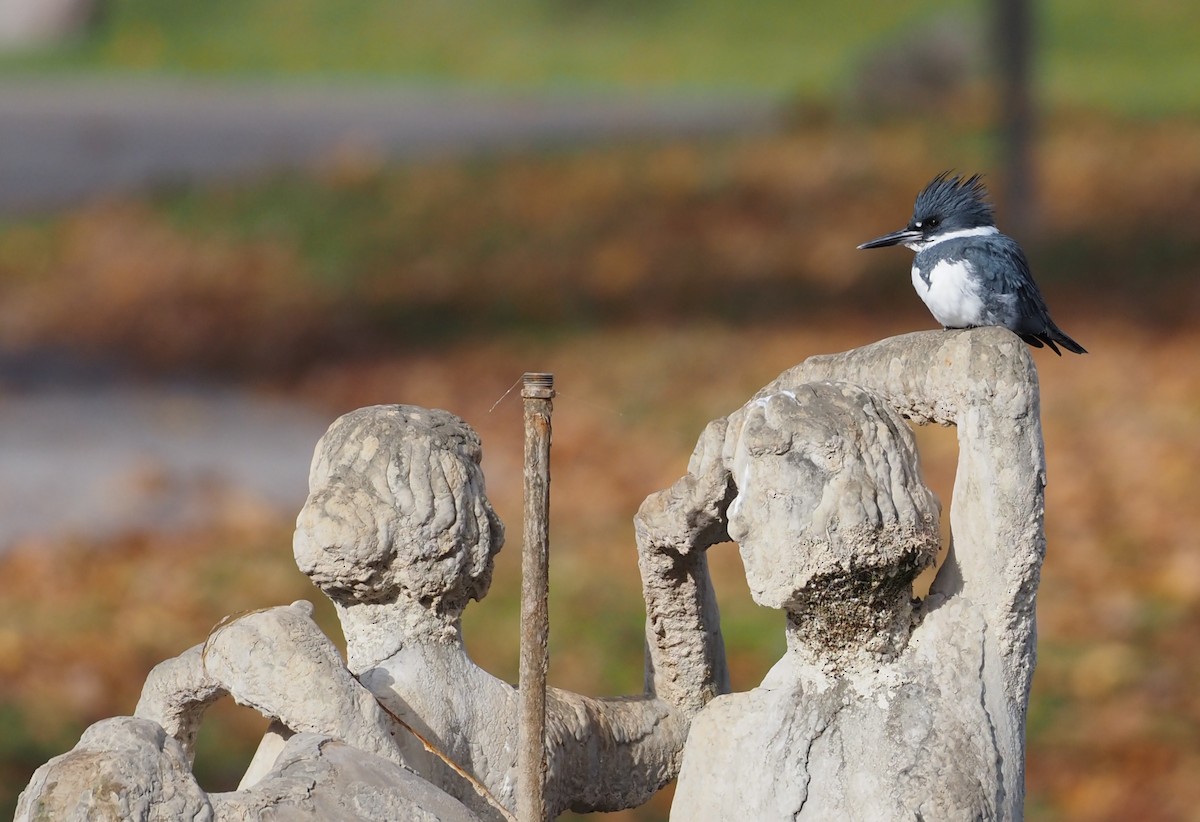 Martin handi iparramerikarra - ML645408581