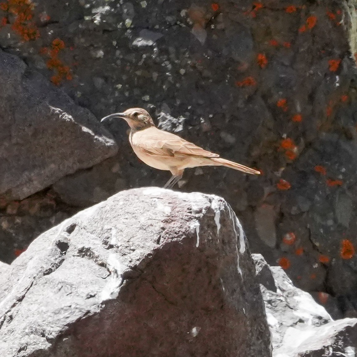 Scale-throated Earthcreeper - ML645408582