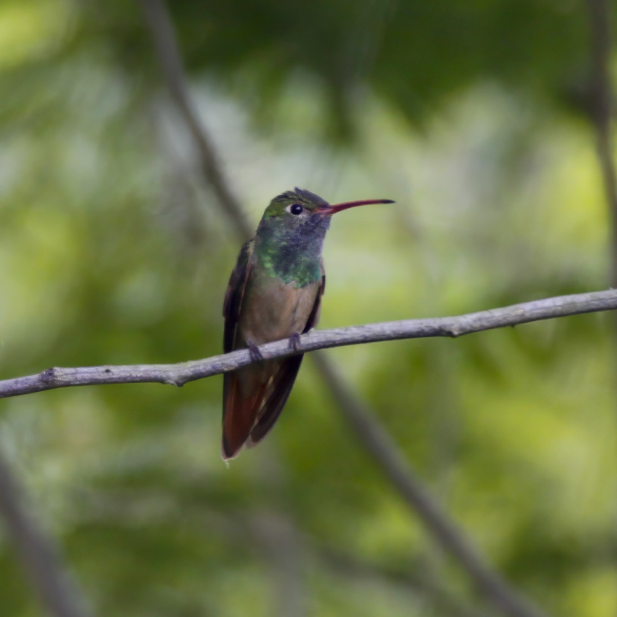 Buff-bellied Hummingbird - ML645408585