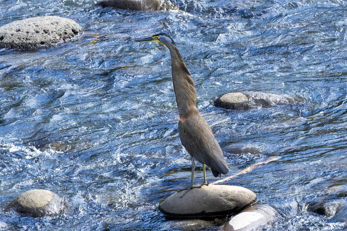 Bare-throated Tiger-Heron - ML645408588