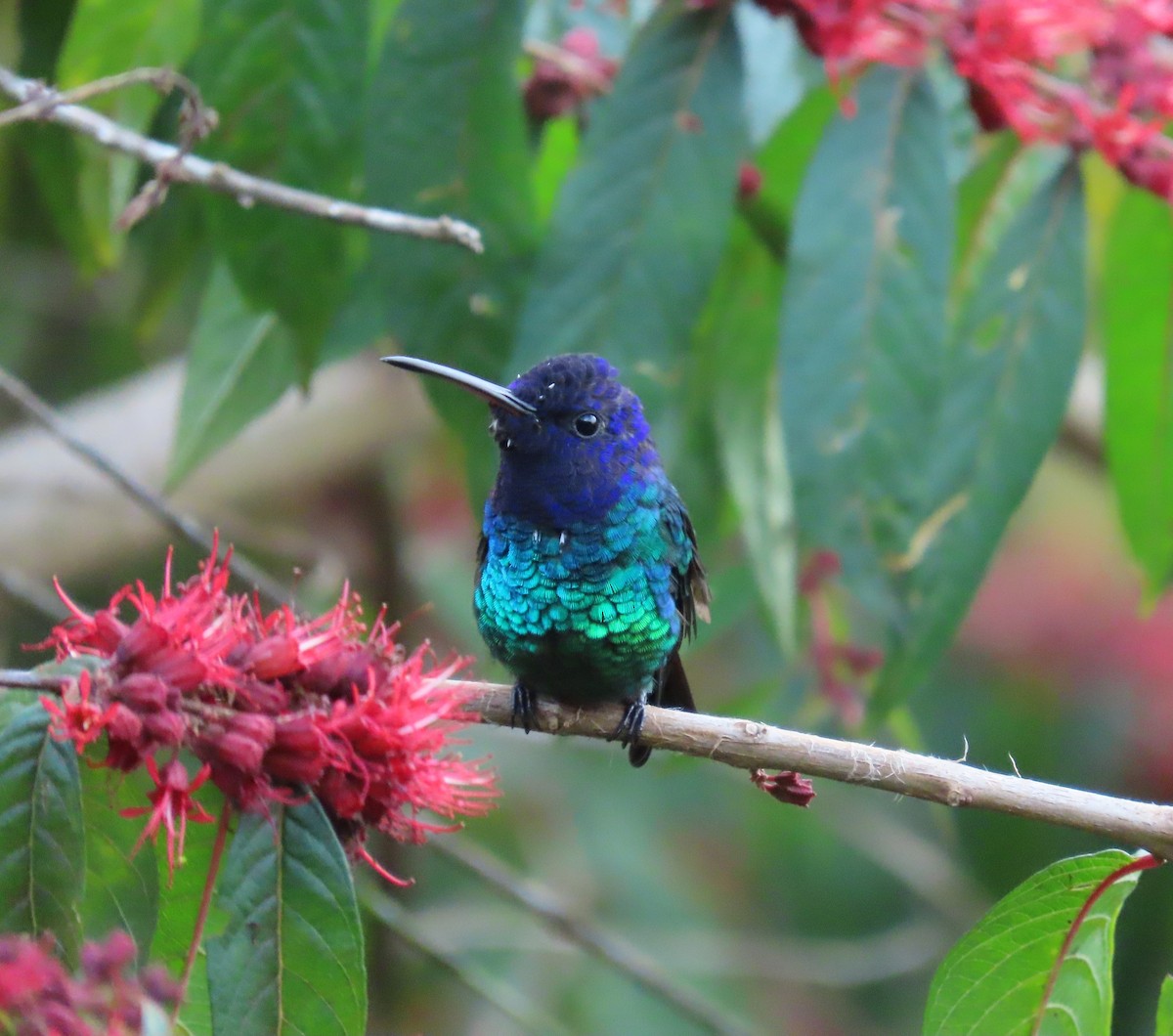 Golden-tailed Sapphire - ML645408592