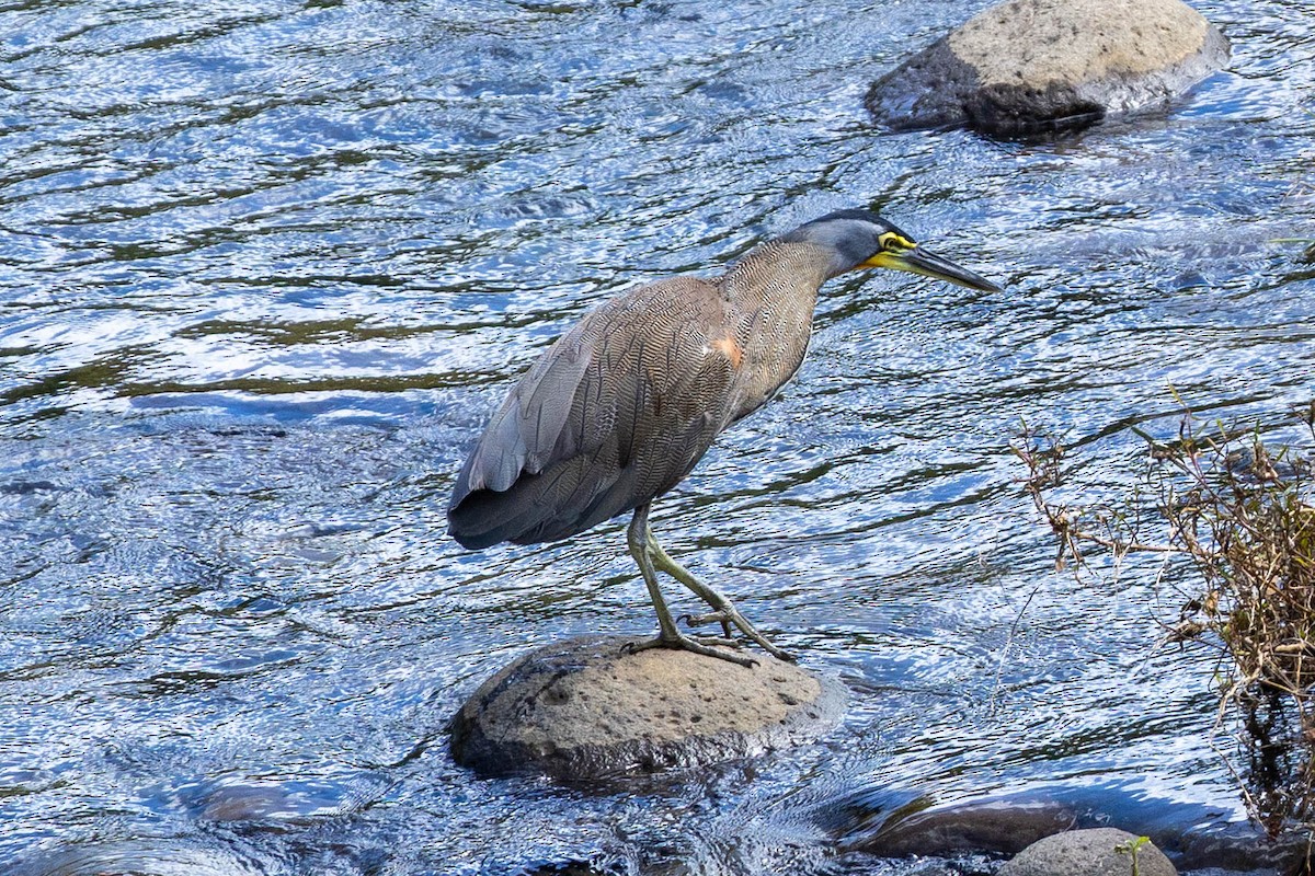 Bare-throated Tiger-Heron - ML645408597