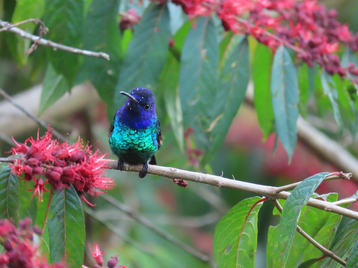 Golden-tailed Sapphire - ML645408602