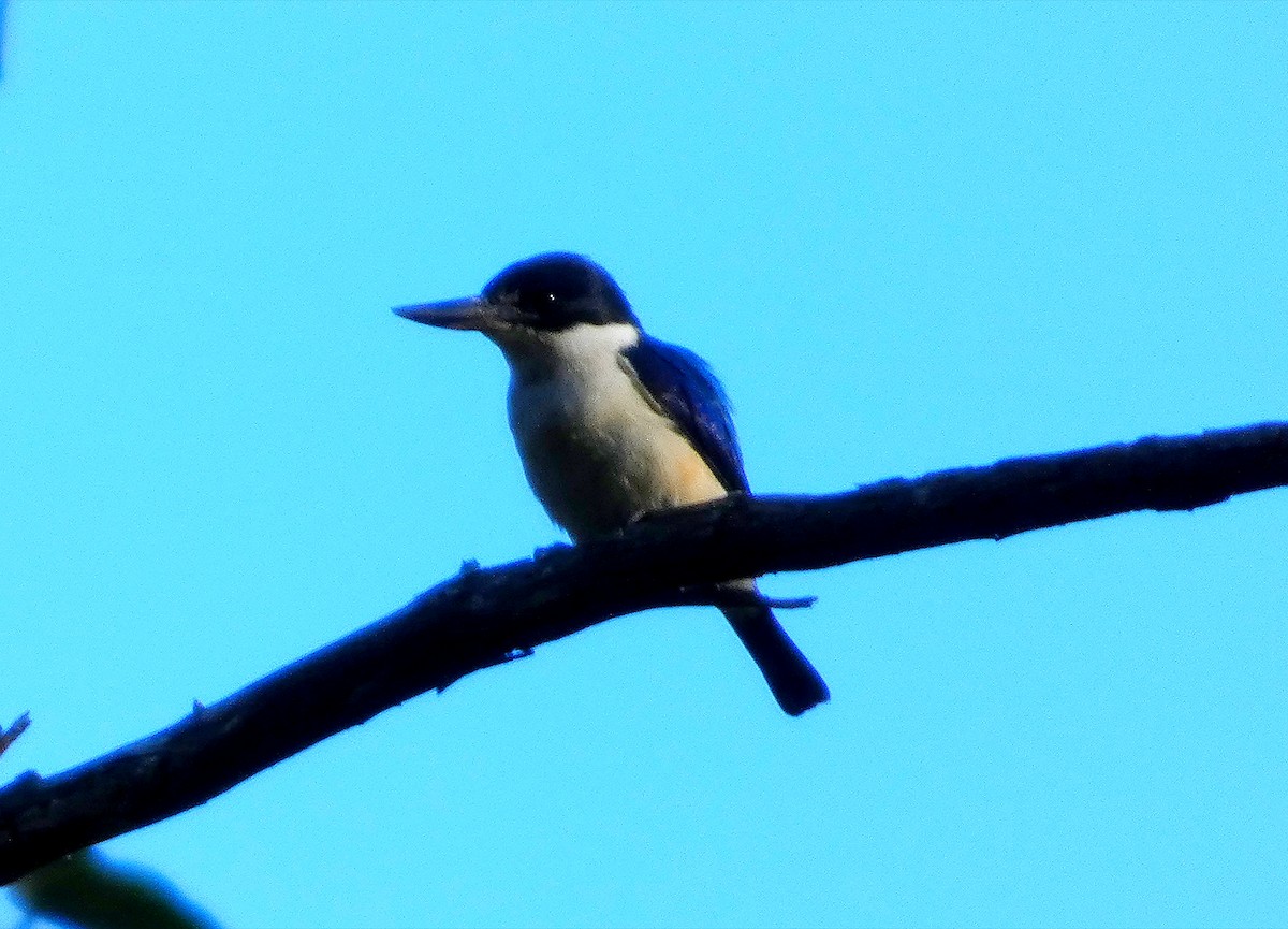 Spiegelliest - ML645408654