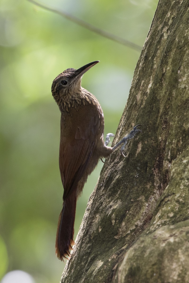 Cocoa Woodcreeper - ML645408655