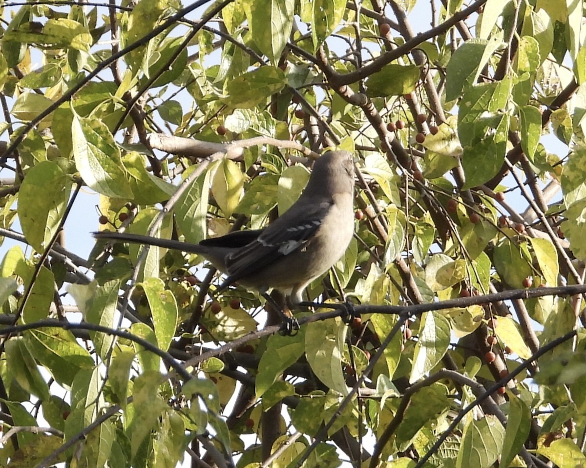Northern Mockingbird - ML645408657