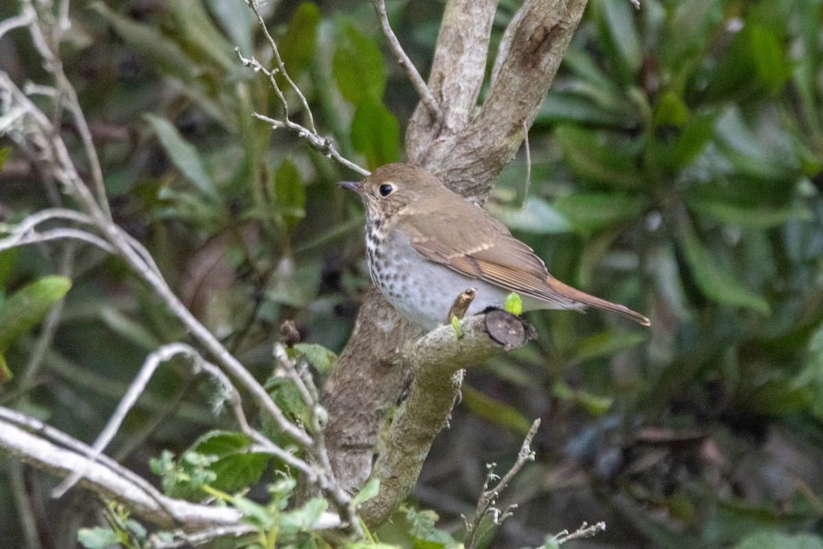 Hermit Thrush - ML645408658