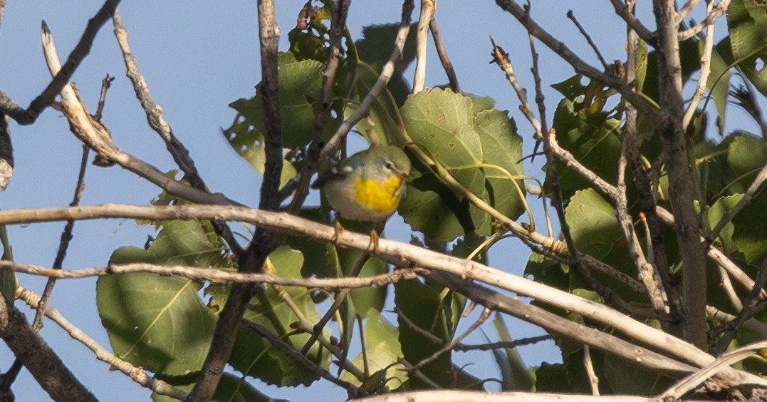 Northern Parula - ML645408664