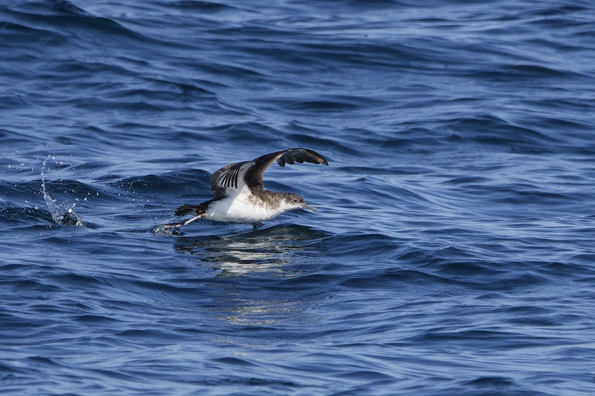 Gabai arrunta - ML645408666