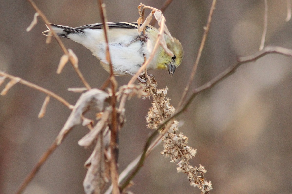 čížek žlutý - ML645408670