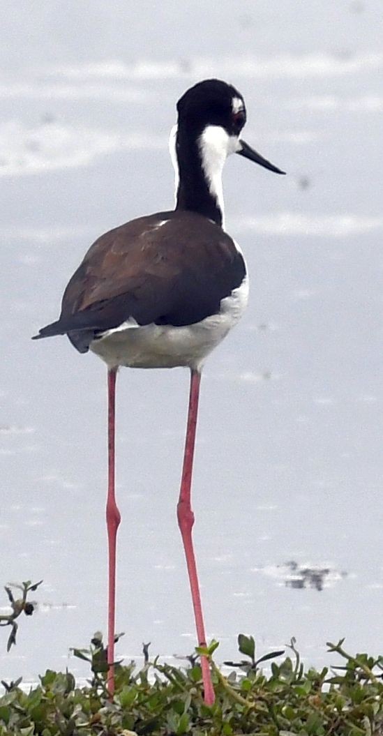 Black-necked Stilt - ML645408673