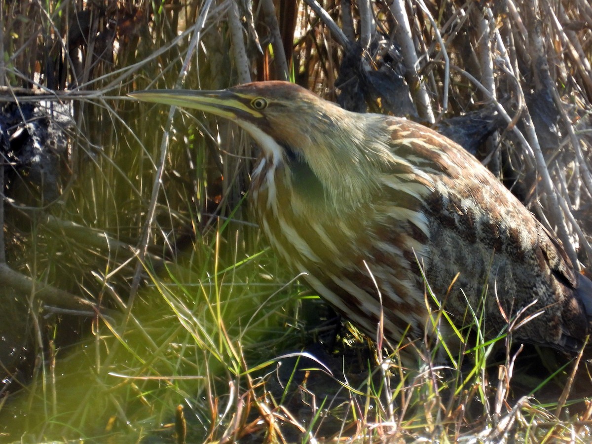 American Bittern - ML645408675