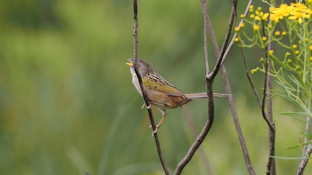 Lesser Grass-Finch - ML645408677