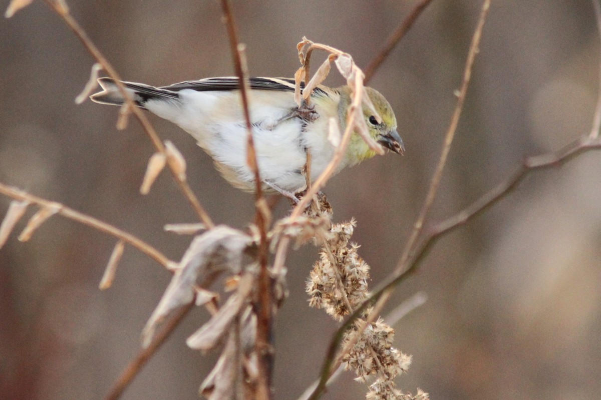 čížek žlutý - ML645408682