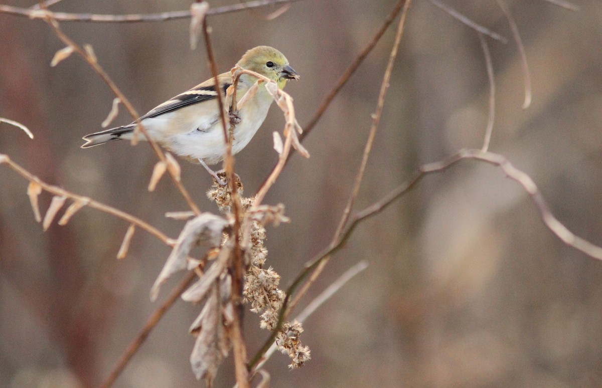 čížek žlutý - ML645408695