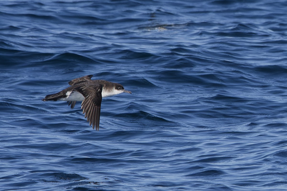 Gabai arrunta - ML645408714