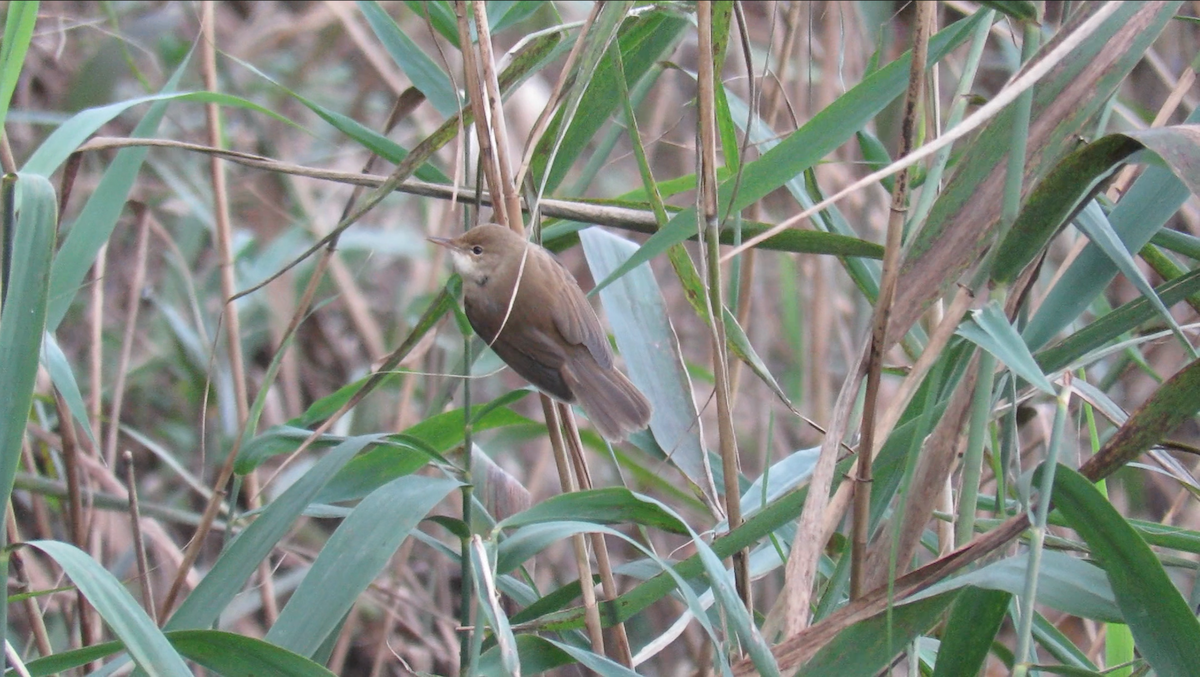 Common Reed Warbler - ML645408716