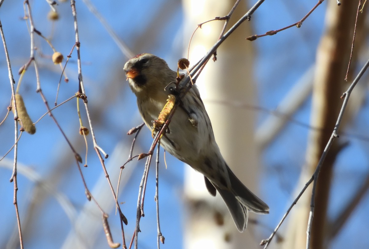 Redpoll (Lesser) - ML645408731