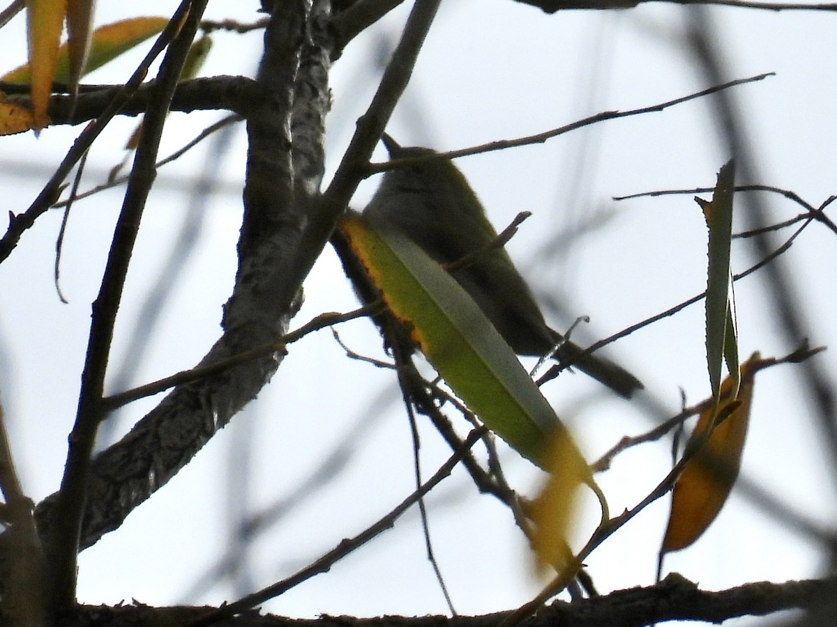 Chestnut-sided Warbler - ML645408733