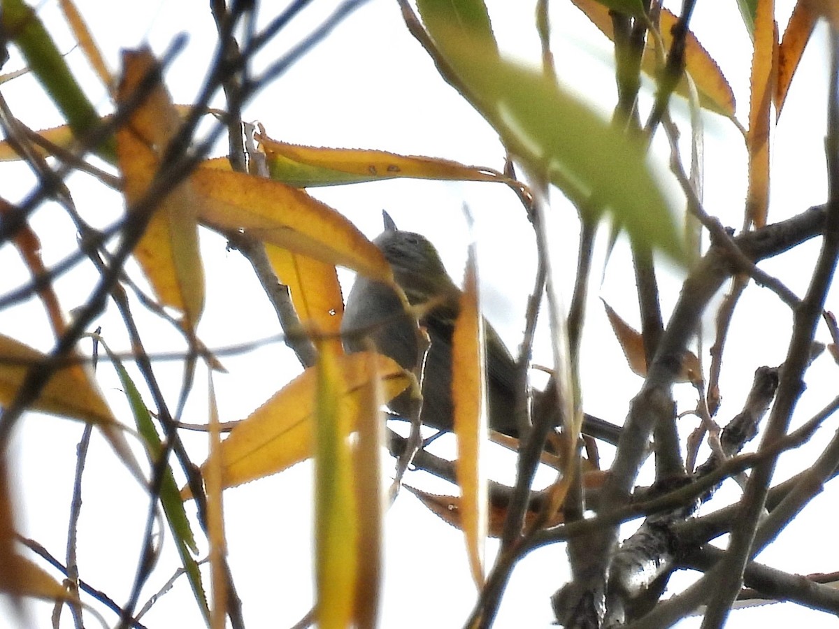 Chestnut-sided Warbler - ML645408734
