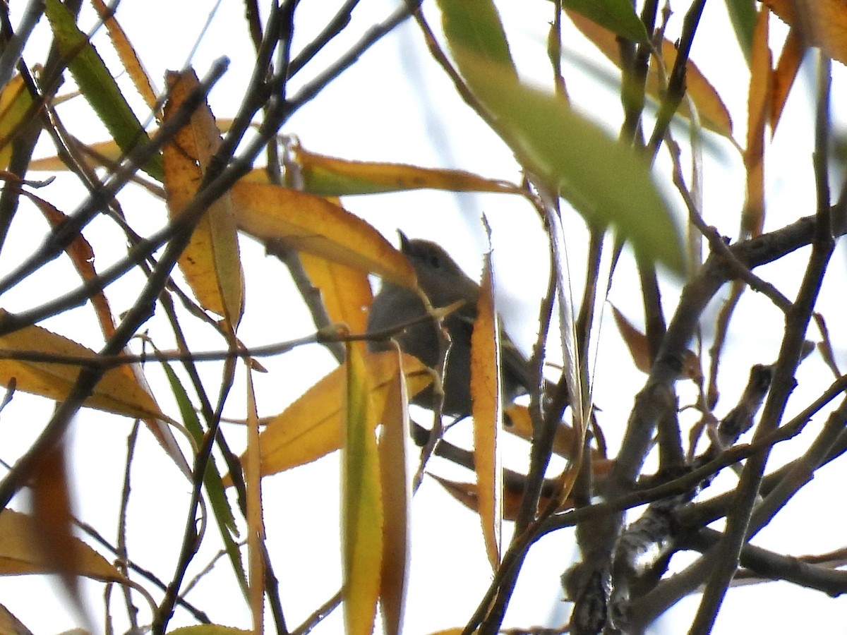 Chestnut-sided Warbler - ML645408735