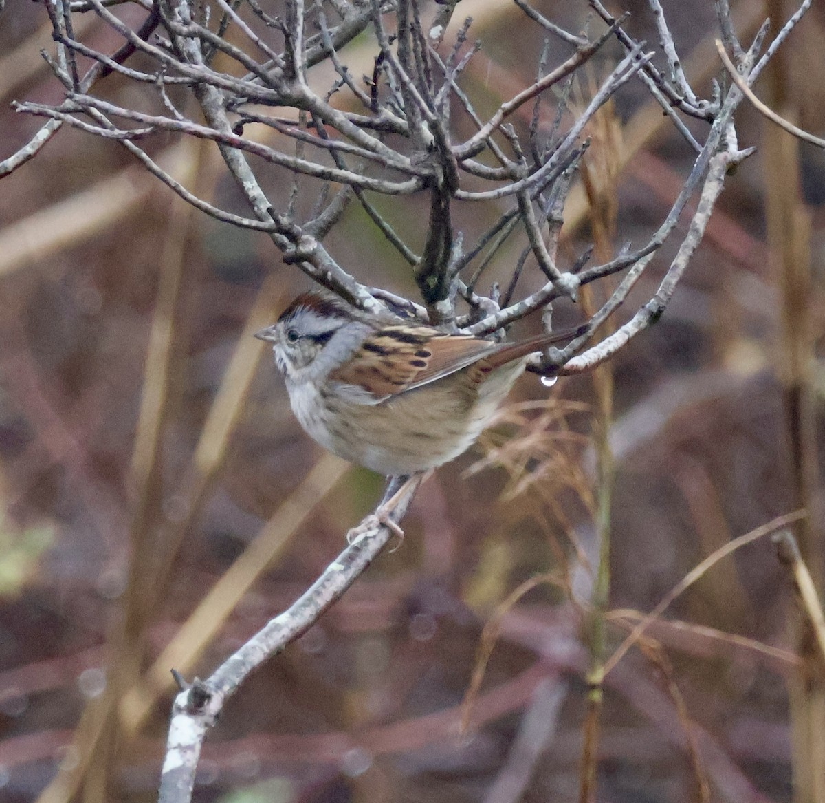 Bruant des marais - ML645408761