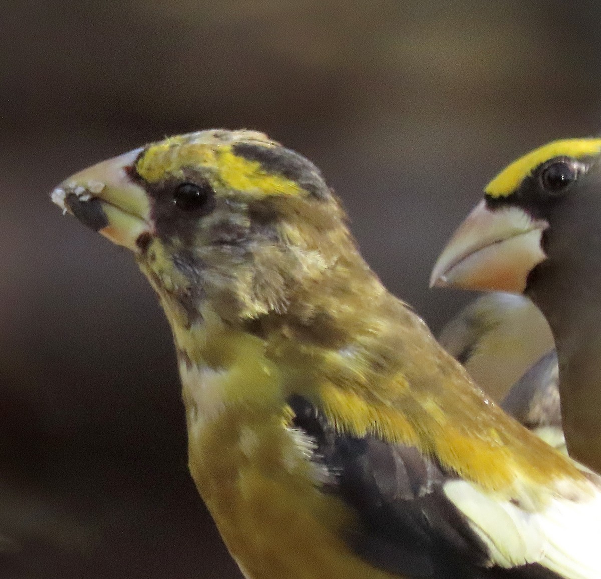 Evening Grosbeak - ML645408771