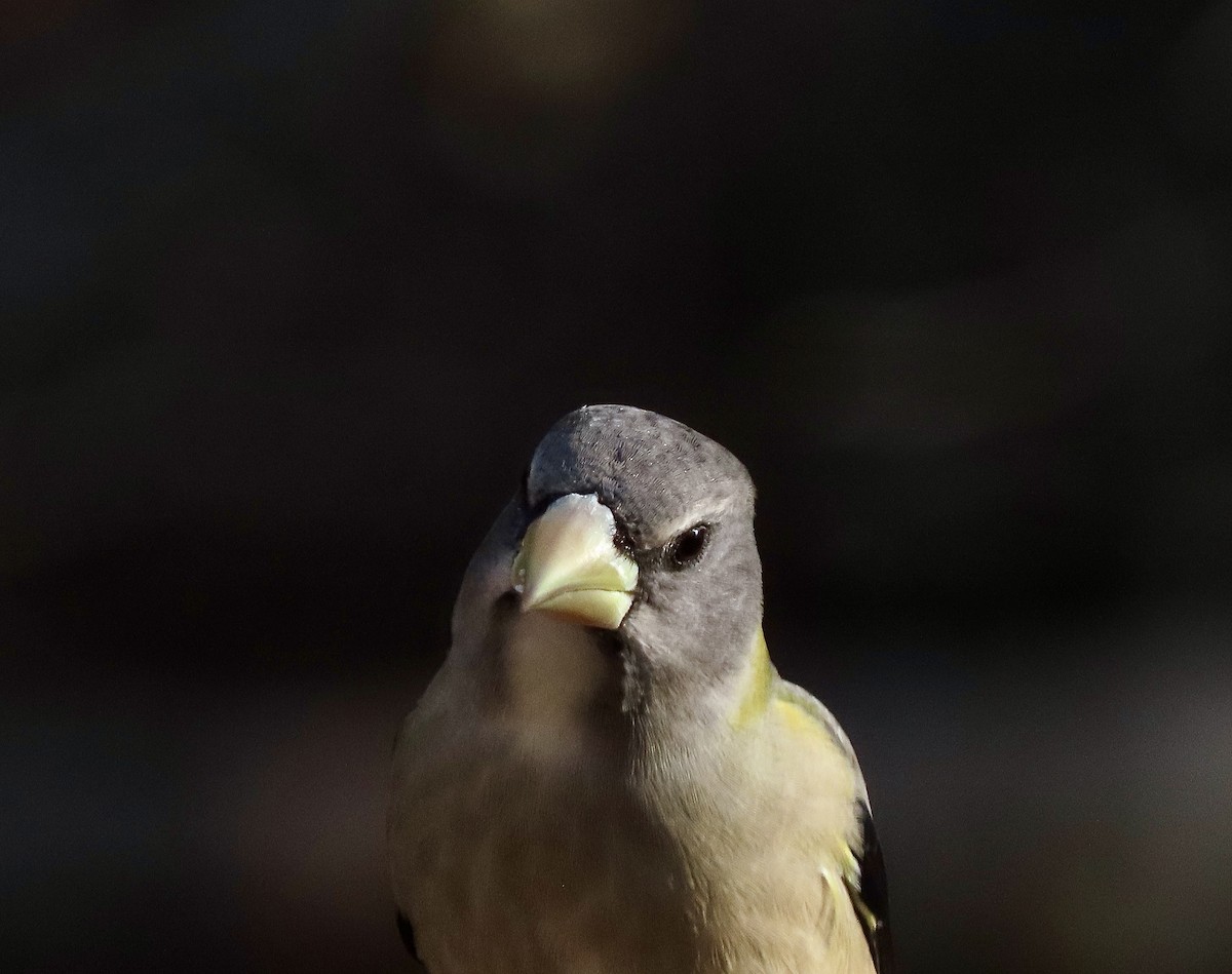 Evening Grosbeak - ML645408772