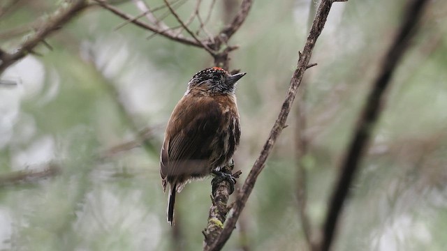 Mottled Piculet - ML645408782