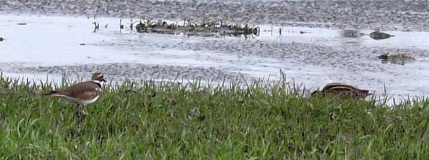 Wilson's Snipe - ML645408794