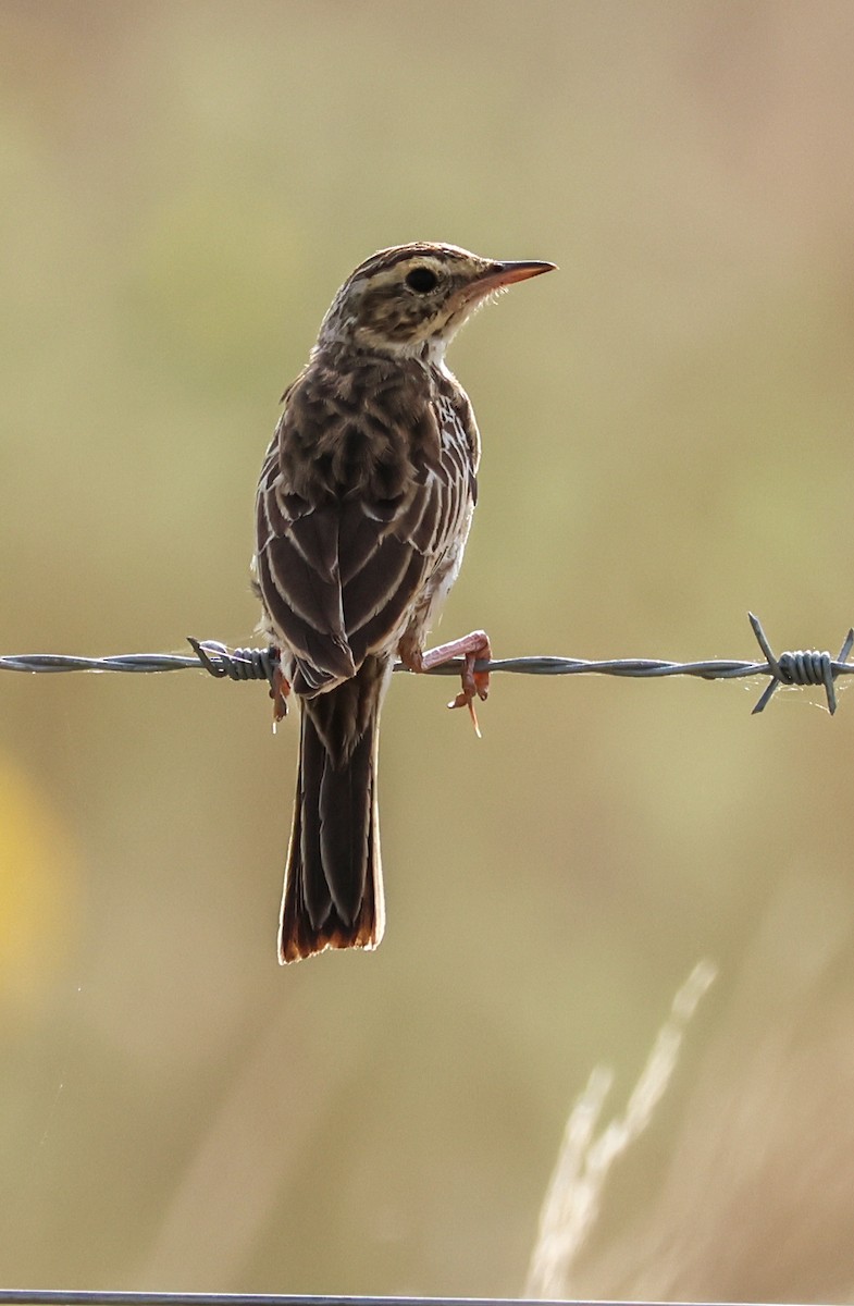 Australian Pipit - ML645408803