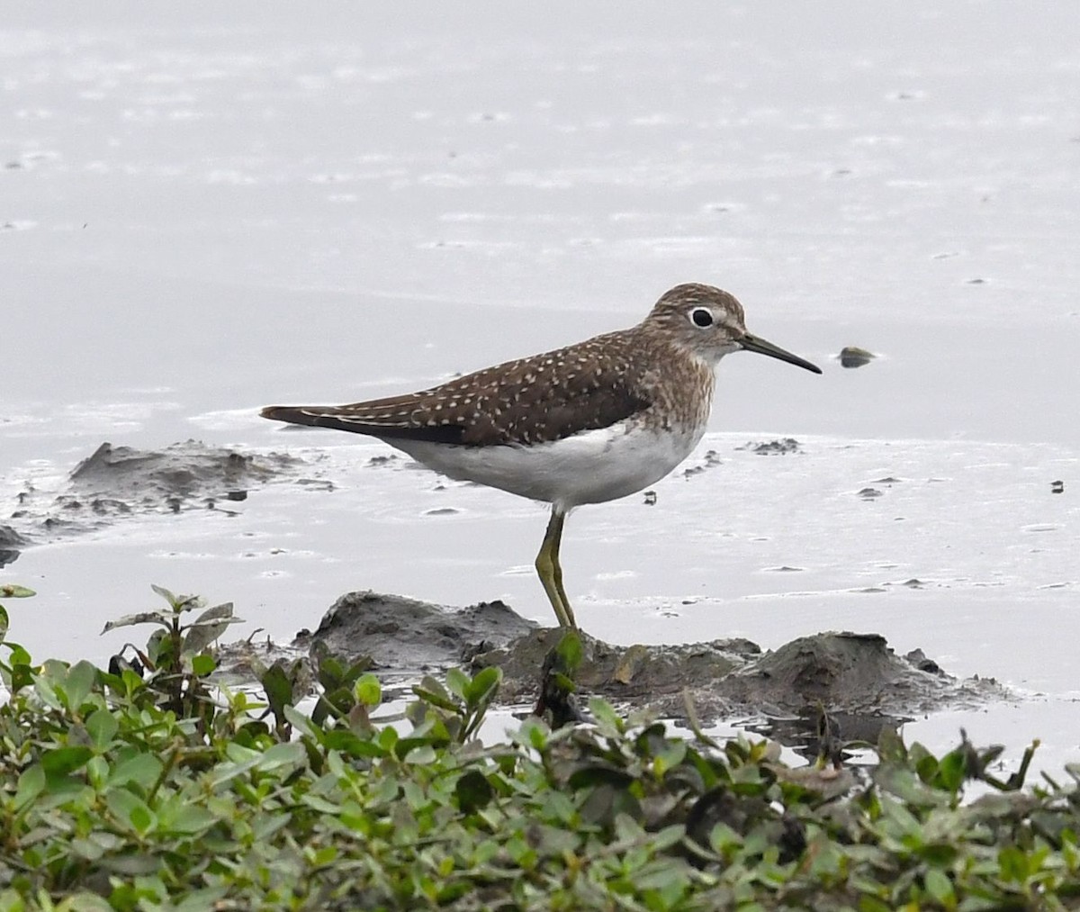 Solitary Sandpiper - ML645408826