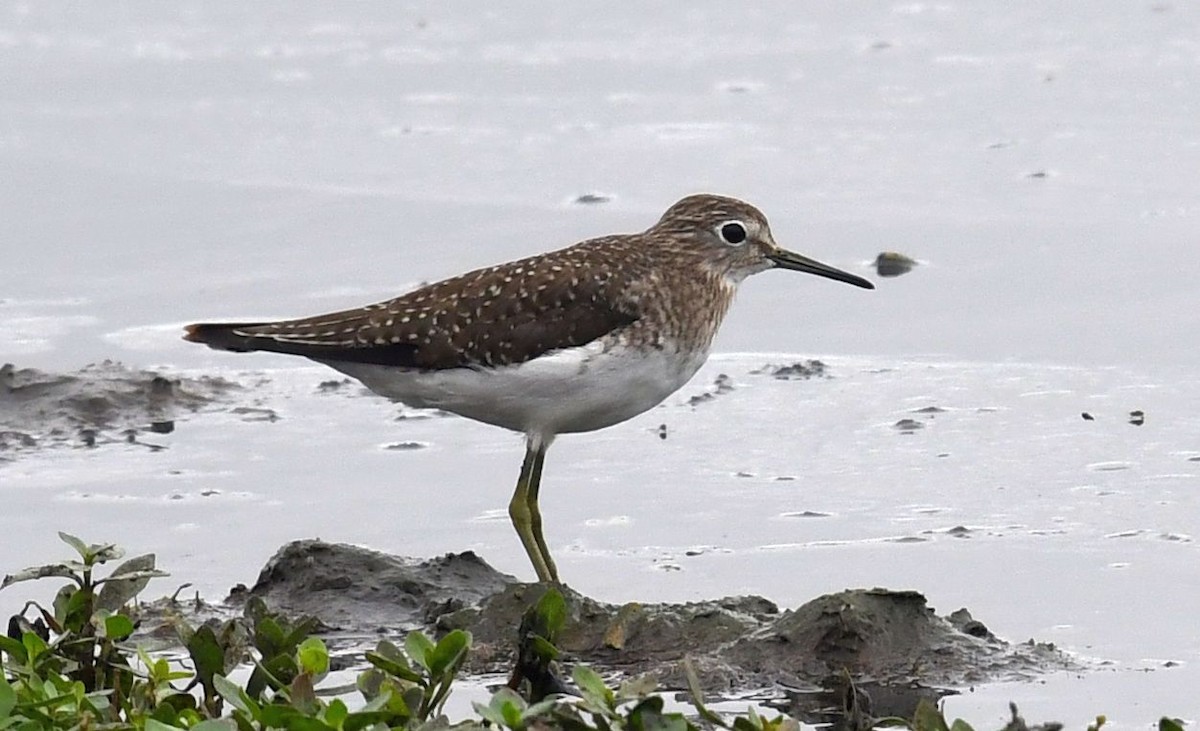 Solitary Sandpiper - ML645408827