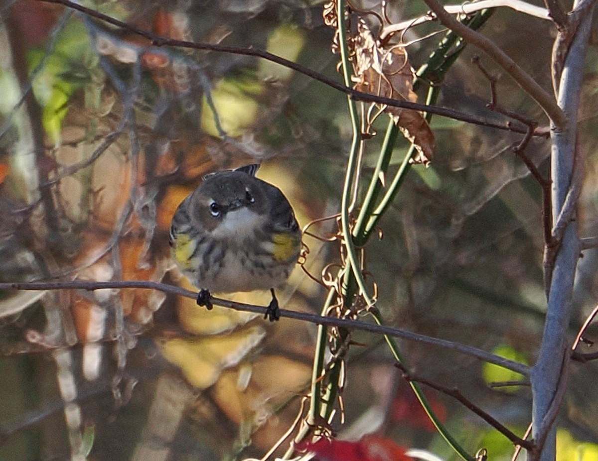 Yellow-rumped Warbler - ML645408828