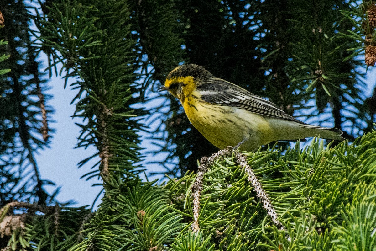 Reinita Gorjinaranja - ML645408829