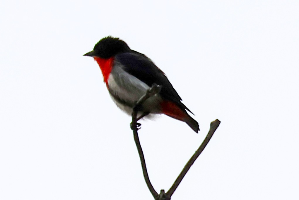 Mistletoebird - ML645408838