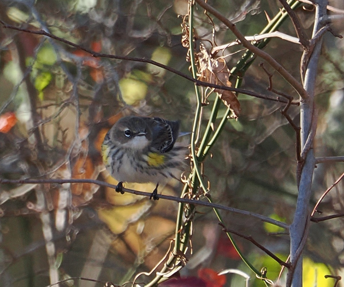 Yellow-rumped Warbler - ML645408839