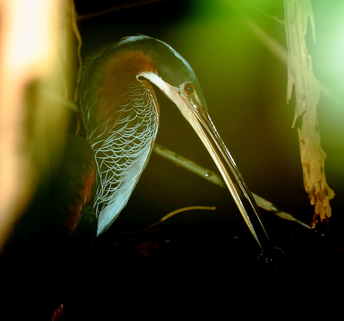 Agami Balıkçılı - ML645408843