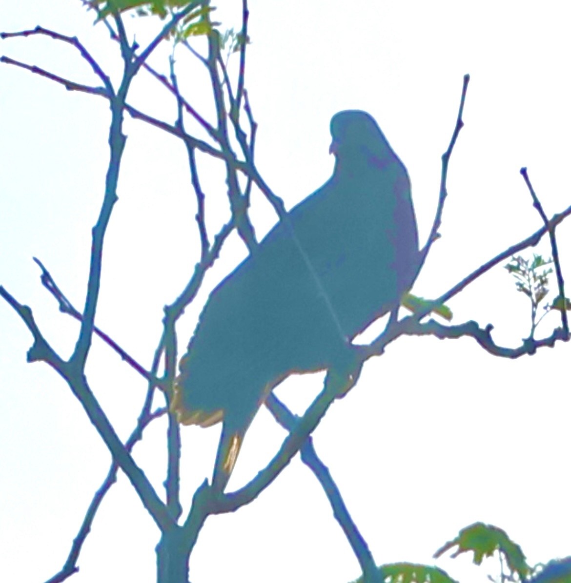 Red-billed Pigeon - ML645408847