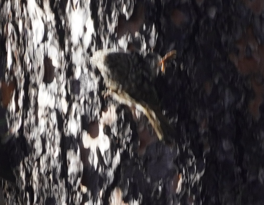 Brown Creeper - ML645408852