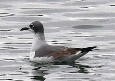 Franklin's Gull - ML645408854