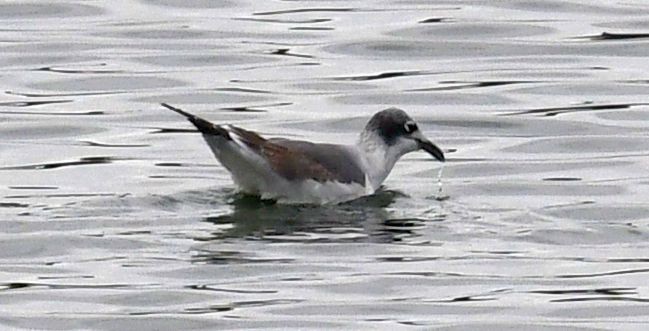 Franklin's Gull - ML645408855