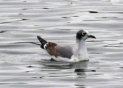 Franklin's Gull - ML645408856