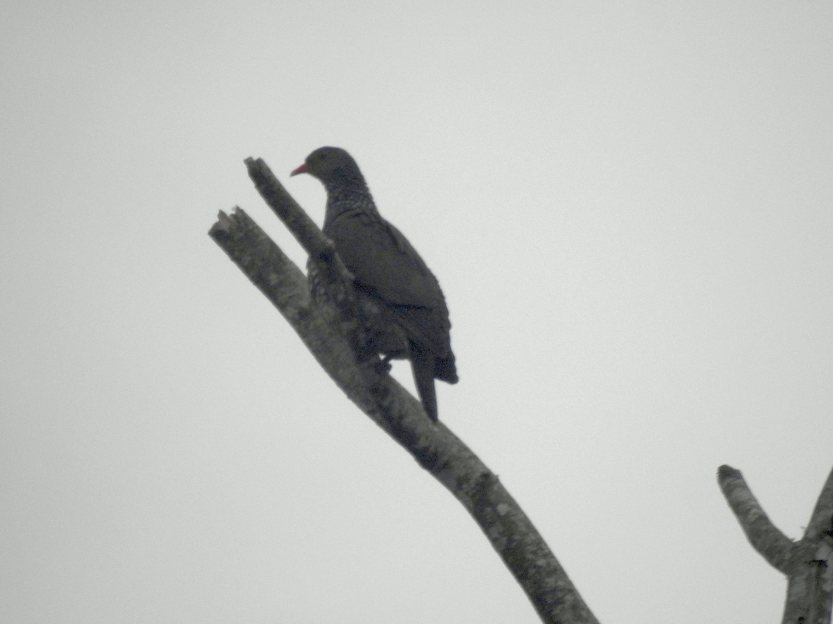 Scaled Pigeon - ML645408858