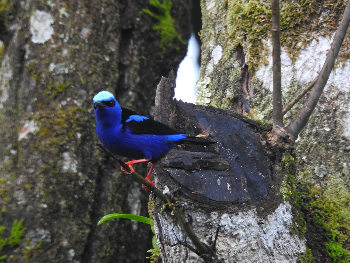 Red-legged Honeycreeper - ML645408871