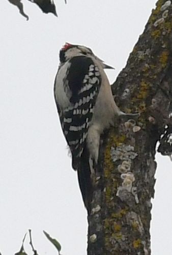 Downy Woodpecker - ML645408877