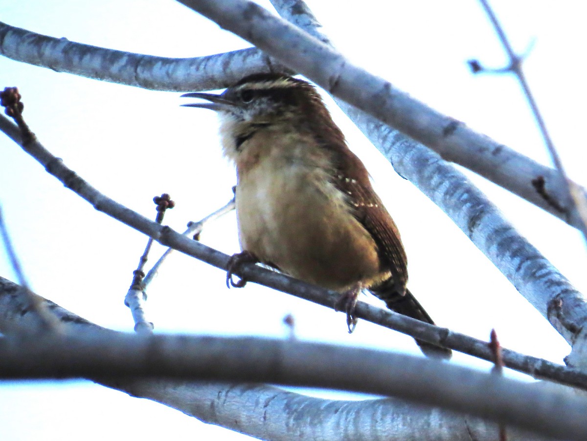 Carolina Wren - ML645408890
